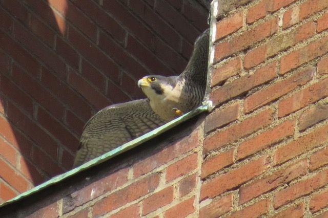 Peregrine at Third Avenue nest ledge (photo by Lori Maggio)