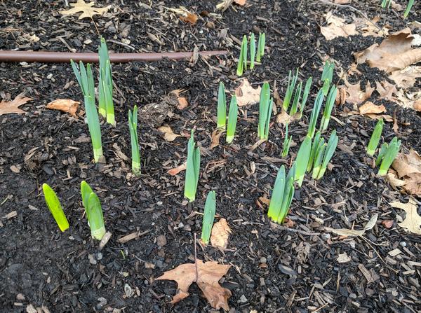 Daffodils 3-4 inches tall, 21 Feb 2018, Pittsburgh, PA (photo by Kate St. John)