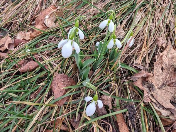 Snowdrops blooming in Pittsburgh, 21 Feb 2018 (photo by Kate St. John)