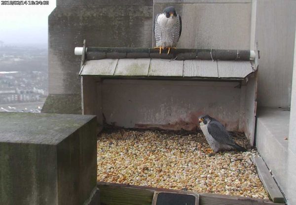 Downtown peregrines visit the Gulf Tower, 14 Feb 2018, 4:24pm (photo from the National Aviary falconcam at Gulf Tower)