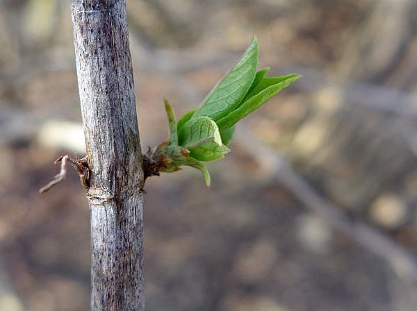 Honeysuckle leaves open in the heat, 20 Feb 2018 (photo by Kate St. John)