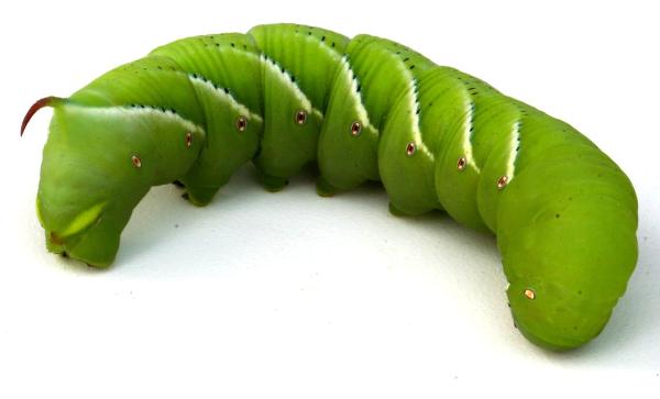 Tobacco hornworm (photo from Wikimedia Commons)
