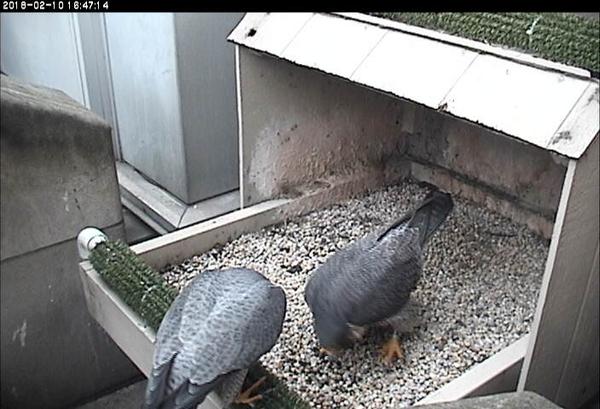 Pitt peregrines courting, 10 Feb 2018(photo from the National Aviary falconcam at Univ of Pittsburgh)