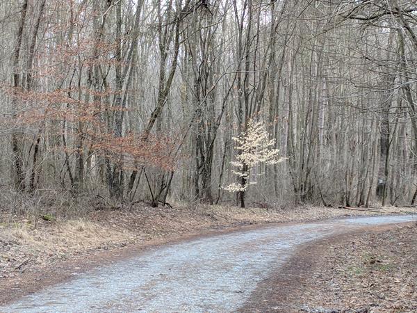 Forest with young beech tree in February (photo by Kate St. John)