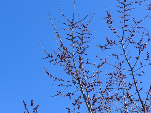 American elm branches with buds opening, 3 March 2018 (photo by Kate St. John)