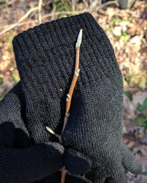 Pignut hickory twig, Raccoon Creek Wildflower Reserve, 28 Feb 2018 (photo by Kate St. John)