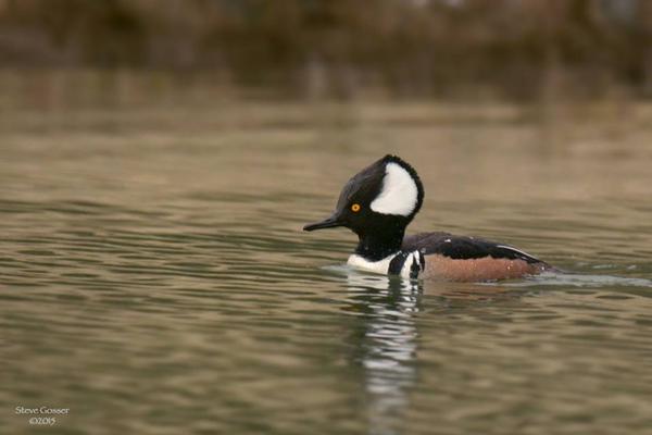 Male hooded merganser showing his crown, March 2015 (photo by Steve Gosser)