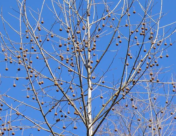 Sycamore seed balls hanging like ornaments, 3 March 2018 (photo by Kate St.John)