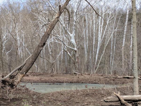 Sycamores on the banks for Raccoon Creek, Beaver County, PA, 28 Feb 2018 (photo by Kate St.John)