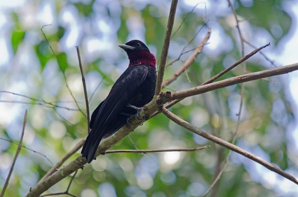 Purple-throated fruitcrow, Panama (photo by Patty McGann via Flickr, Creative Commons license)