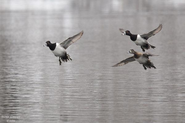 Ring-necked ducks take off, March 2011 (photo by Steve Gosser)