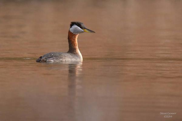 Red-necked grebe, March 2014 (photo by Steve Gosser)