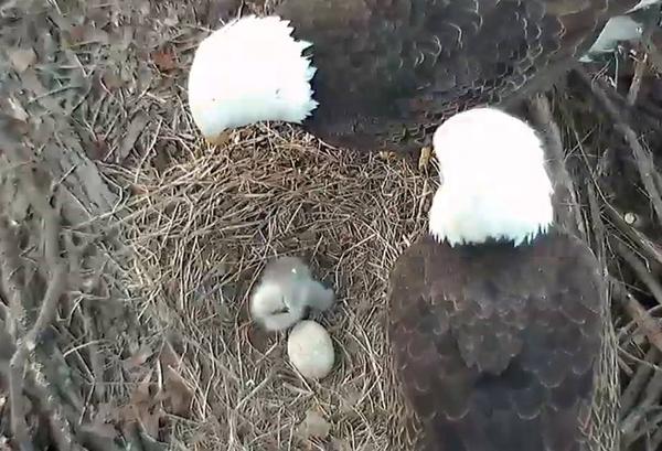 Hays bald eagle family, 25 March 2018: two parents, one chick, one egg (photo via ASWP Facebook page)