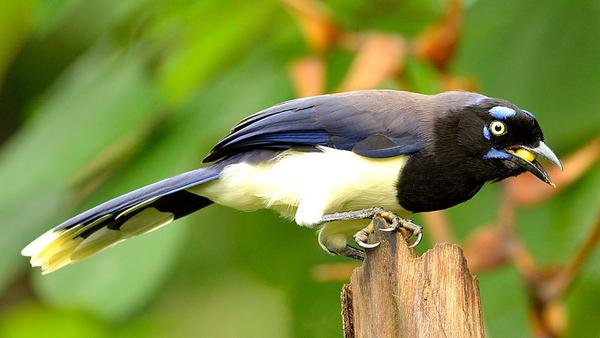 Black-chested jay (photo from Wikimedia Commons)