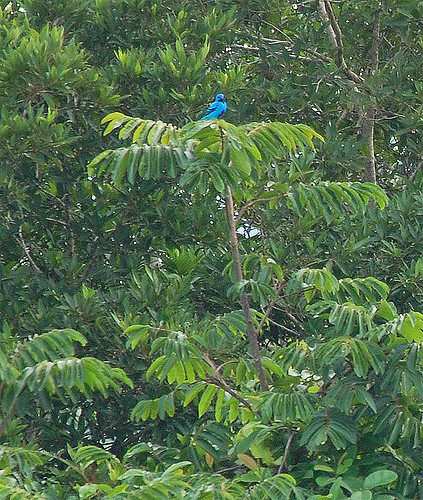 Blue cotinga in its favorite tree (photo by Billtacular via Flickr, Creative Commons license)