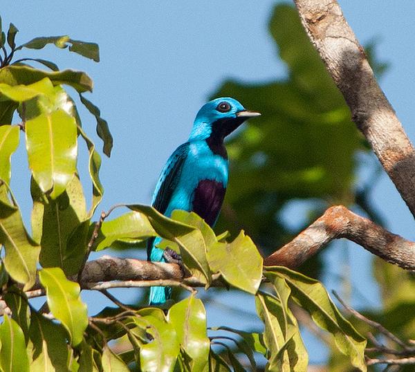 Blue cotinga as seen from the Canopy Tower (photo by Patty McGann via Flickr, Creative Commons license)