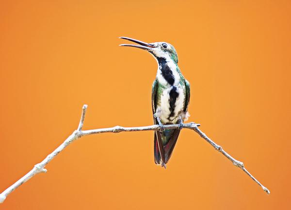 Female black-throated mango, Panama (photo by vil.sandi via Flickr, Creative Commons license)