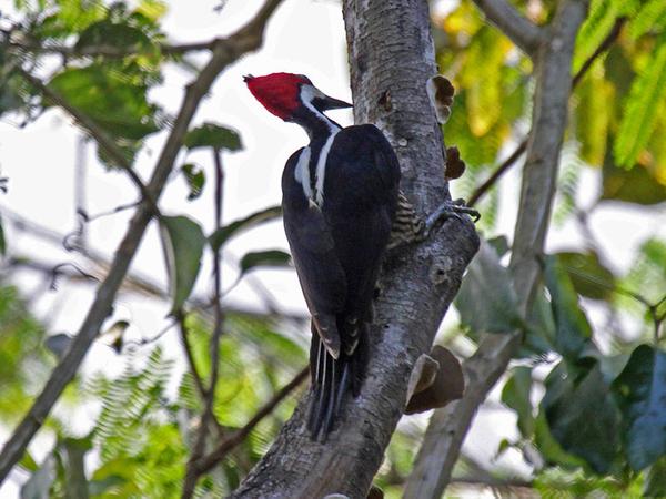 Female crimson-crested woodpecker from behind (photo from Wikimedia Commons)