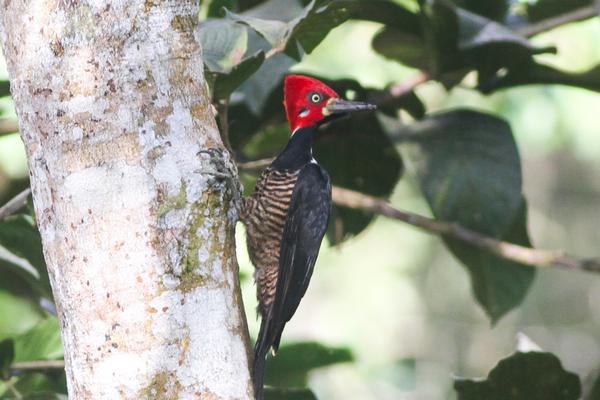 Male crimson-crested woodpecker (photo from Wikimedia Commons)