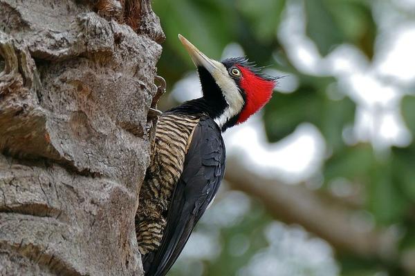 Crimson-crested woodpecker (photo from Wikimedia Commons)