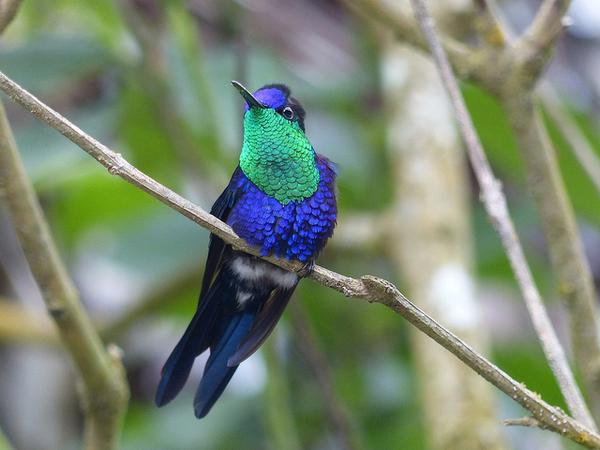 Crowned woodnymph, Canopy Lodge, Panama (photo by Wendy R. Fredericks via Flickr, Creative Commons license)