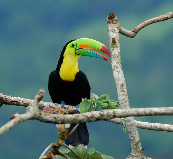 Keel-billed toucan in Ancon, Panama (photo by Billtacular on Flickr, Creative Commons license)