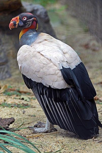 King vulture at National Zoo in DC (photo via Wikimedia Commons)