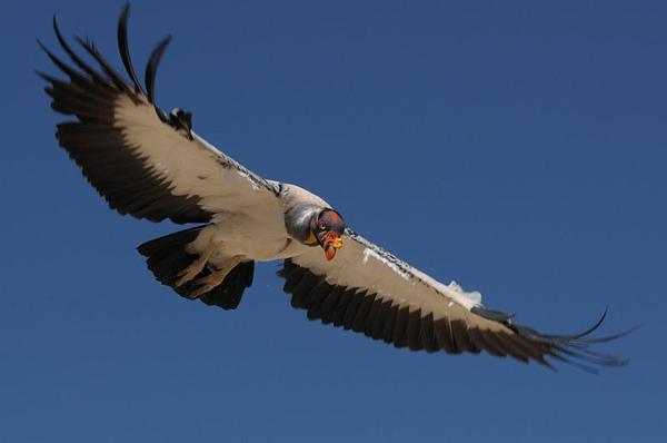 King vulture, flying lower (photo from Wikimedia Commons)