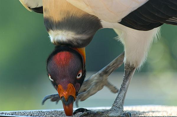 King vulture, pivoting on foot (photo by April M King via Wikimedia Commons)