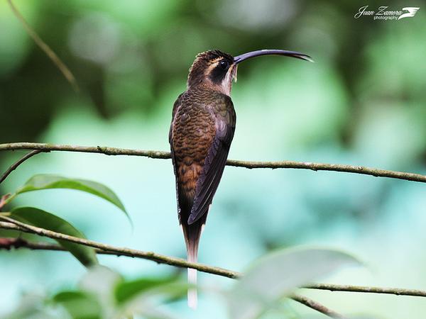 Long-billed hermit, Costa Rica (photo by Juan Zamora via Flickr, Creative Commons license)