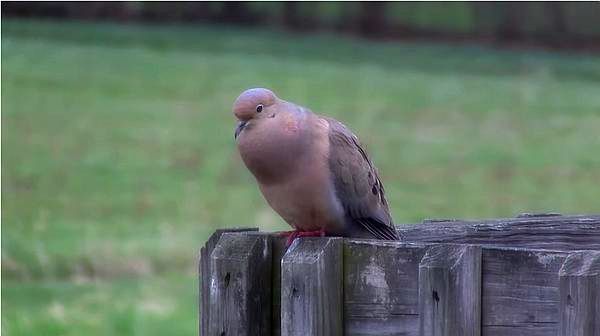 Mourning dove cooing (screenshot from YouTube video by jkontrad)