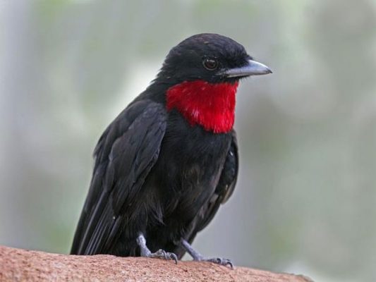 Purple-throated fruitcrow, National Aviary (photo by Dick Daniels via Wikimedia Commons)