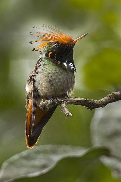 Rufous-crested coquette (photo by Franceso Veronesi via Wkimedia Commons)
