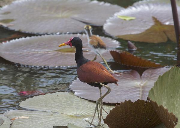 Wattled jacana with young, Venezuela (photo by Gregory 'Slobirdr' Smith via Flickr, Creative Commons license)