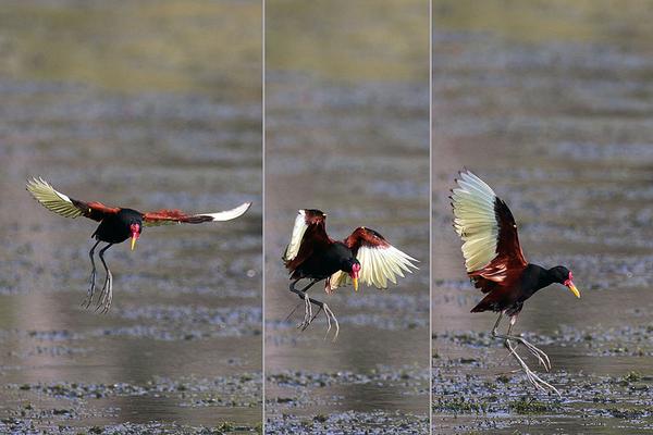 Wattled jacana alighting, composite Pantanal Brazil (photo from Wikimedia Commons)