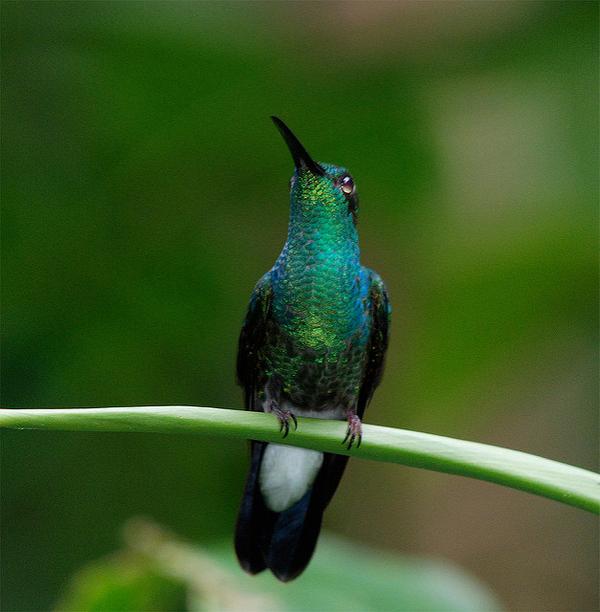 White-vented plumeleteer, Pipeline Road, Panama (photo by Billtacular via Flickr, Creative Commons license)