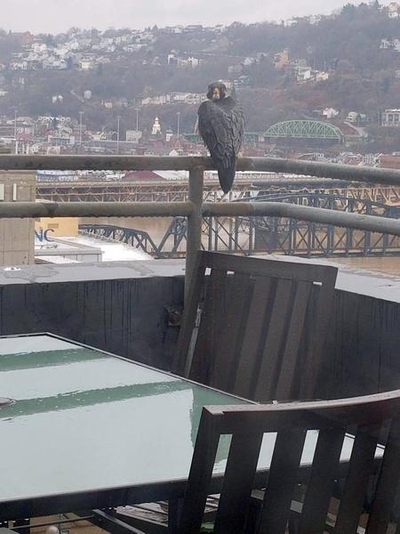 A backward glance: Peregrine on the railing at Lawrence Hall (photo by Maria Ochoa)