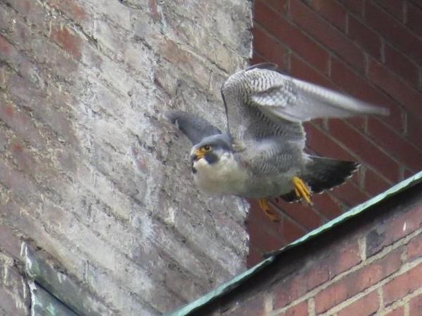 Nest exchange: A peregrine leaves the nest area after the other one arrived, 15 March 2018 (photo by Lori Maggio)