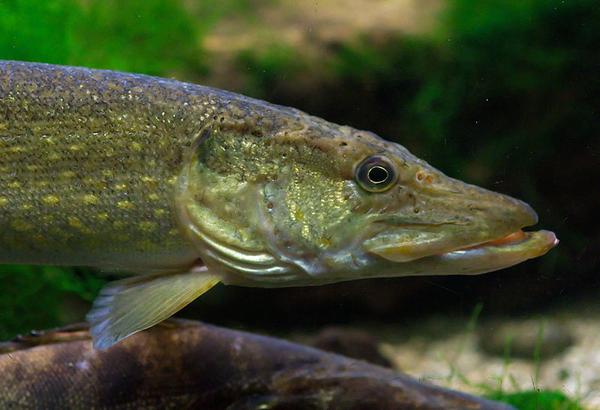 Northern pike, Aquarium Dubuisson (photo by Luc Viatour | https://Lucnix.be via Wikimedia Commons Creative Commons license)