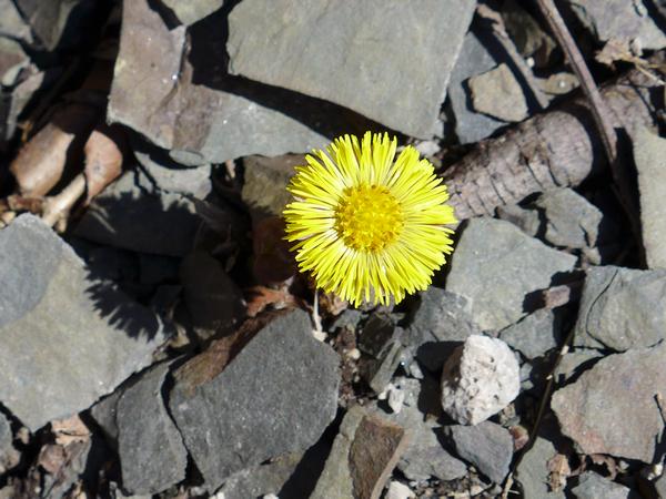 Coltsfoot in bloom, 26 March 2018 (photo by Kate St.John)