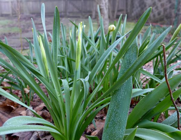 Daffodils in the bud. Frost on the leaves, 31 March 2018 (photo by Kate St. John)