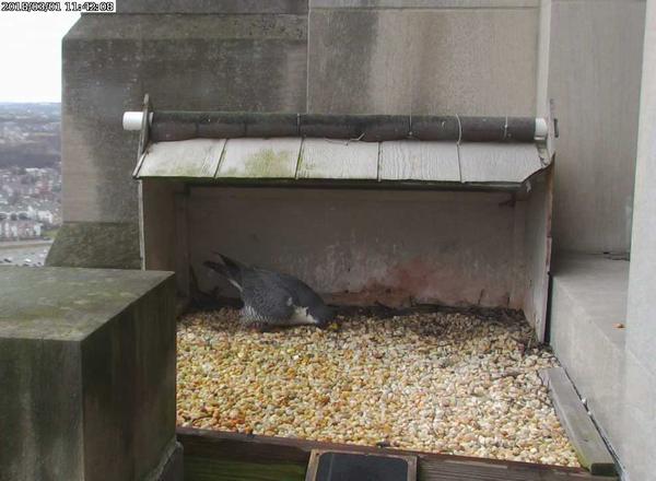 Dori arranges the gravel at the Gulf Tower, 1 March 2018 (photo from the National Aviary falconcam at Gulf Tower)
