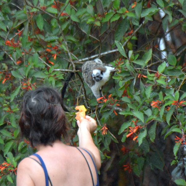 Homeowner feeding backyard monkeys at Cerro Azul, Panama (photo by Donna Foyle)