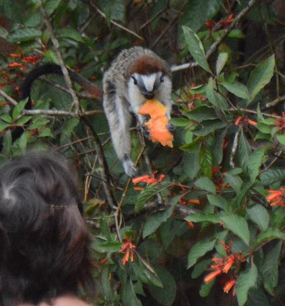 Geoffroy's tamarin eating fruit offered by a homeowner at Cerro Azul, Panama (photo by Donna Foyle)