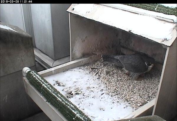 Hope raises her tail just after laying her 2nd egg of 2018, 9 March at 11:21a (photo from the National Aviary falconcam at Univ of Pittsburgh)