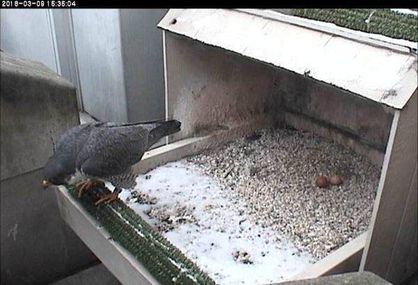 Both eggs revealed as Hope leaves for a nest-break (photo from the National Aviary falconcam at Univ of Pittsburgh)