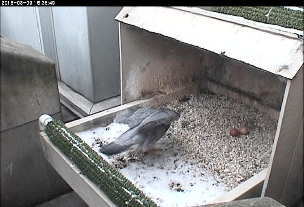 Terzo comes in to shelter the eggs (photo from the National Aviary falconcam at Univ of Pittsburgh)