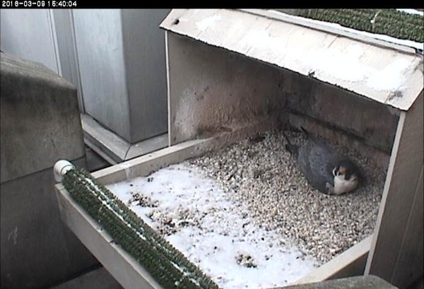 Terzo waits and watches on a cold afternoon, 9 March 2018 (photo from the National Aviary falconcam at Univ of Pittsburgh)