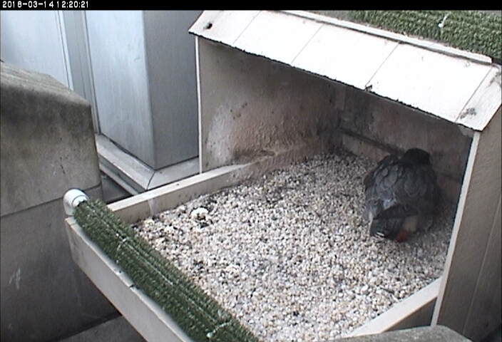 Hope lays her fourth egg of 2018 (photo from the National Aviary snapshot camera at Univ.of Pittsburgh)