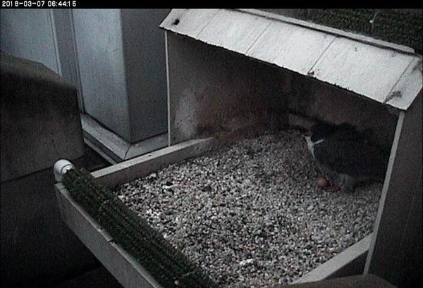 Hope waits at dawn for Terzo to arrive, 7 March 2018 (photo from the National Aviary snapshot camera at Univ of Pittsburgh)